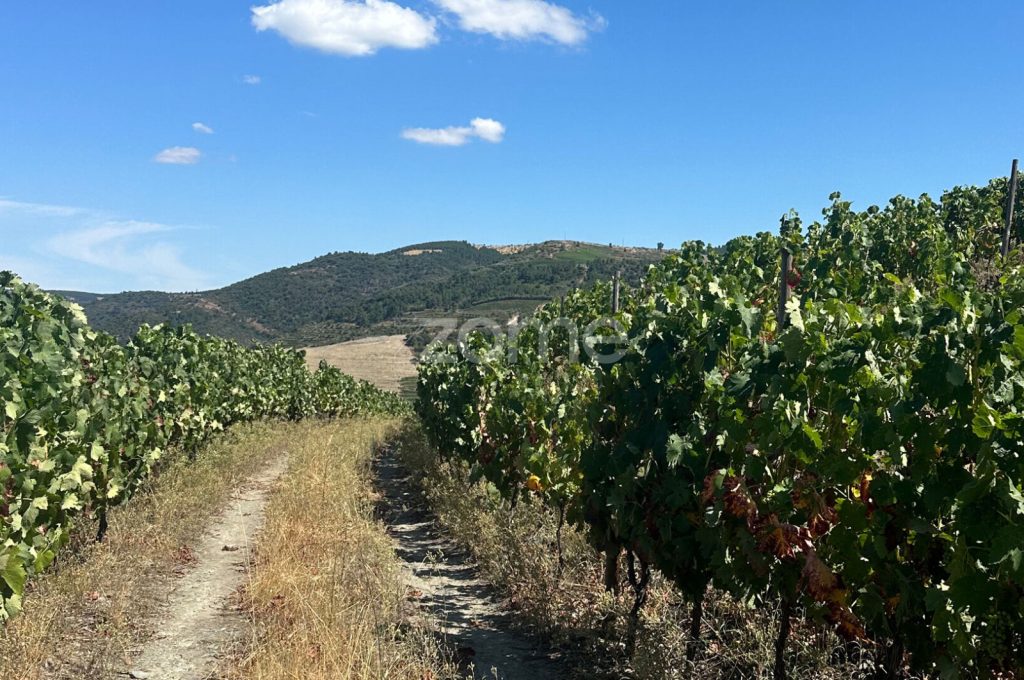 Vinha Categoria B com Beneficio, Olival e Pomar – 1 hectare, Castanheiro do Sul